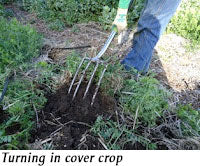 Turning over cover crop