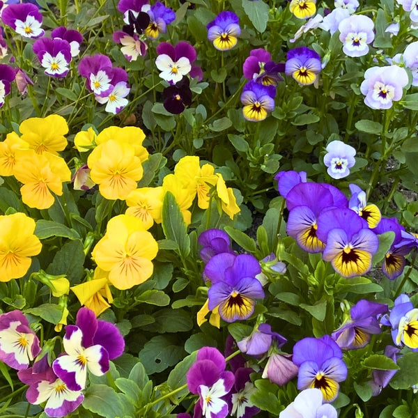 Violas - Renee's Garden