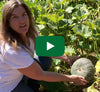 Video thumbnail for How To Grow Long Keeping Winter Squash