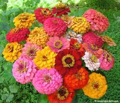 A vivid bouquet of Cut and Come Again zinnias - Renee's Garden