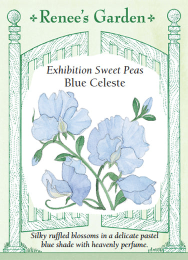 Blue Celeste Exhibition Sweet Peas Renee S Garden Seeds