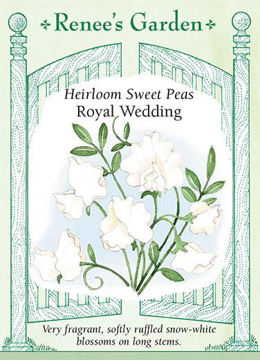 Royal Wedding Heirloom Sweet Peas Renee S Garden Seeds