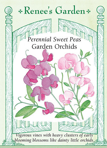 Garden Orchids Perennial Sweet Peas Renee S Garden Seeds