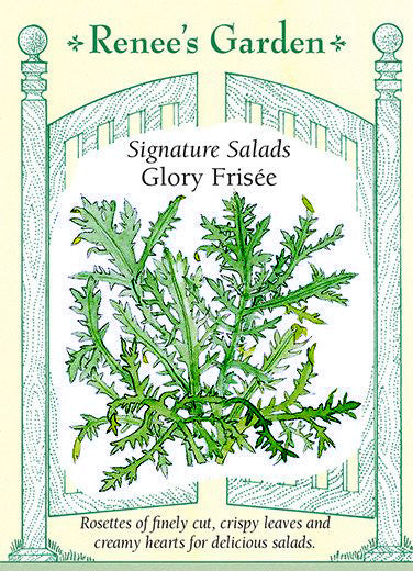 Glory Frisee Signature Salads Renee S Garden Seeds