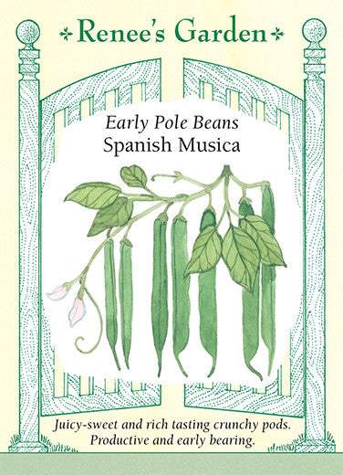 'Spanish Musica' Early Pole Beans | Renee's Garden Seeds