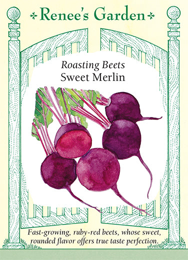 Sweet Merlin Roasting Beets Renee S Garden Seeds