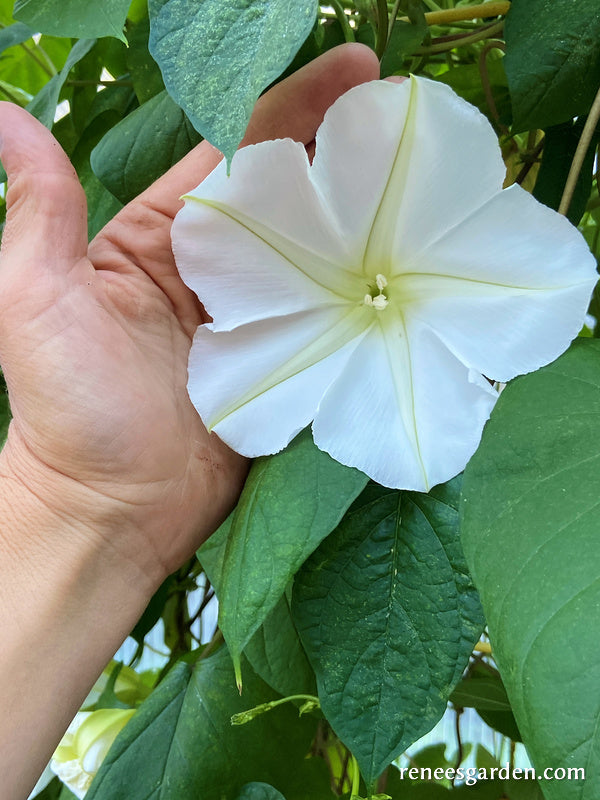 Fragrant Moonflower' Heirloom Flowering Vine | Garden Seeds