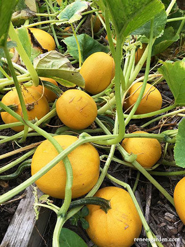 Baby Spaghetti Personal Size Winter Squash Renee S Garden