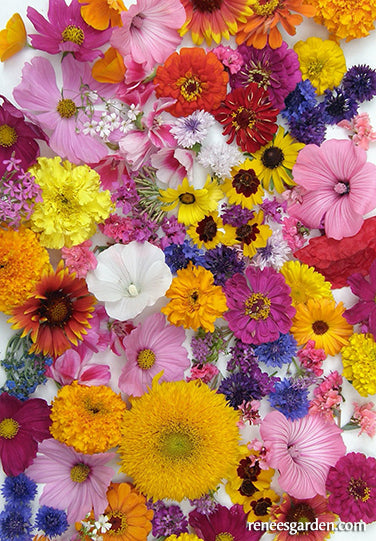 'Endless Bouquets Cut Flower Garden' Scatter Garden Seeds | Renee's ...