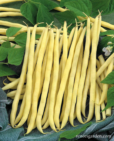'French Gold' Pole Filet Beans | Renee's Garden Seeds
