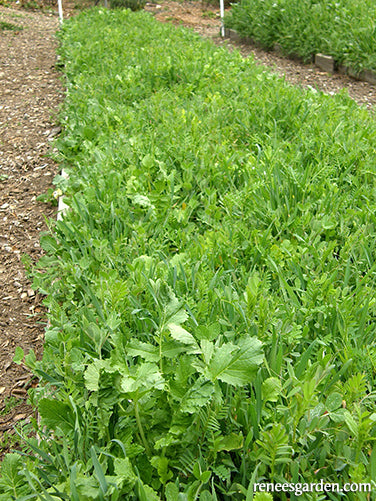 Protect Fertilize Green Cover Crop Blend Scatter Garden Seeds