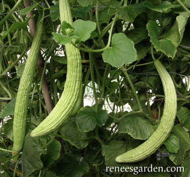 'Sweet Armenian' Heirloom Cucumbers | Renee's Garden Seeds