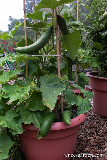 silver slicer cucumber seeds