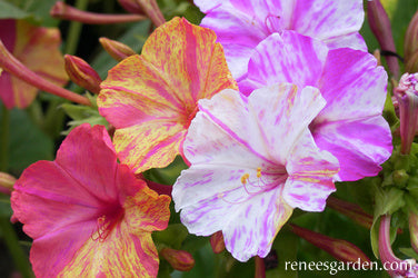 'Broken Colors' Fragrant Four O'Clocks | Renee's Garden Seeds