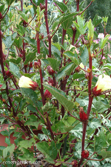 'Zinger Hibiscus' Herbal Tea | Renee's Garden Seeds