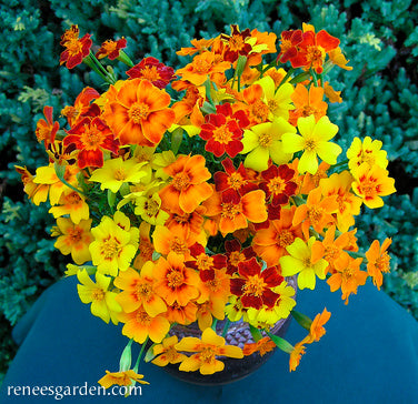 'Heirloom Signet Starfire' Petite Marigolds | Renee's Garden Seeds