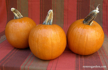 what do pie pumpkins look like