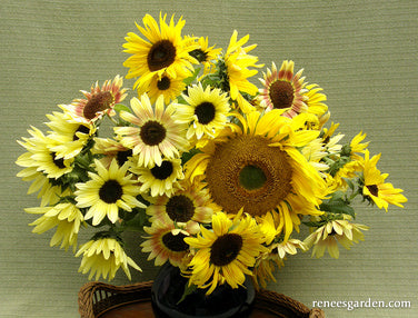 A Sunflower Forest' Bonus Pack – Renee's Garden