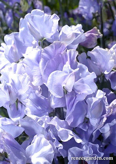 Blue Celeste Exhibition Sweet Peas Renee S Garden Seeds