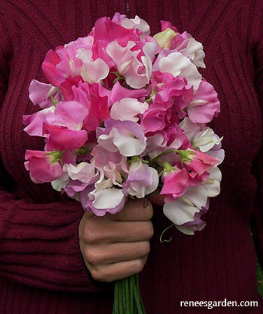 Cheri Amour Scented Sweet Peas Renee S Garden Seeds