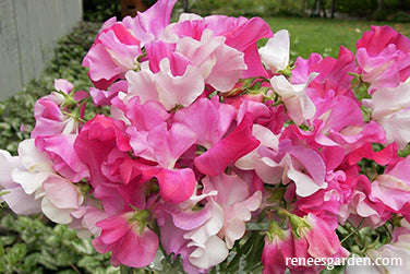 Cheri Amour Scented Sweet Peas Renee S Garden Seeds