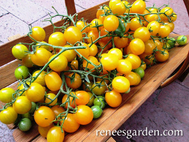 gold sweet cherry tomato