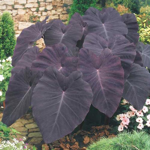 Colocasia 