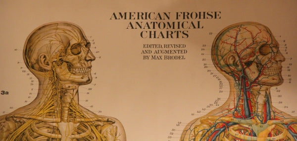 anatomy.top