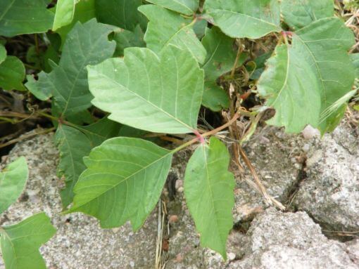 A Poison Ivy Primer: Everything You Need to Know