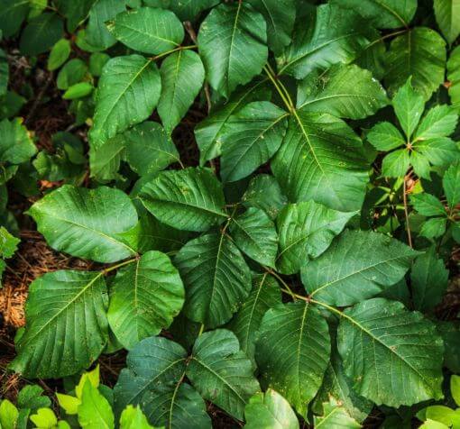 A Poison Ivy Primer: Everything You Need to Know