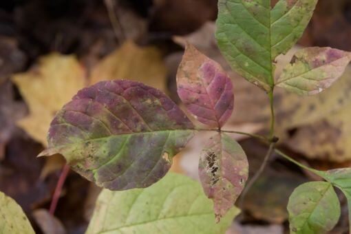 A Poison Ivy Primer: Everything You Need to Know
