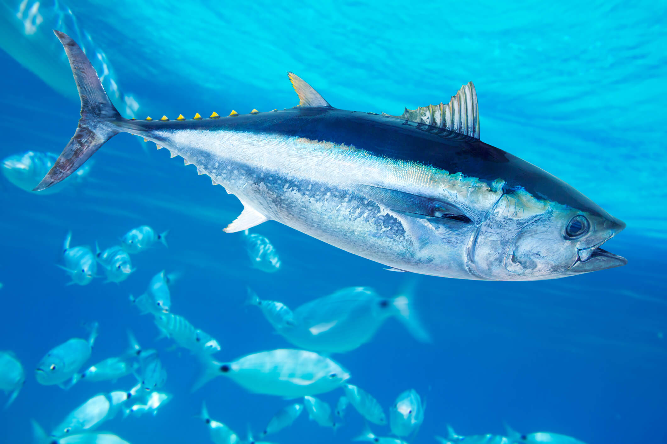 Tuna Saltwater Fishing Lures