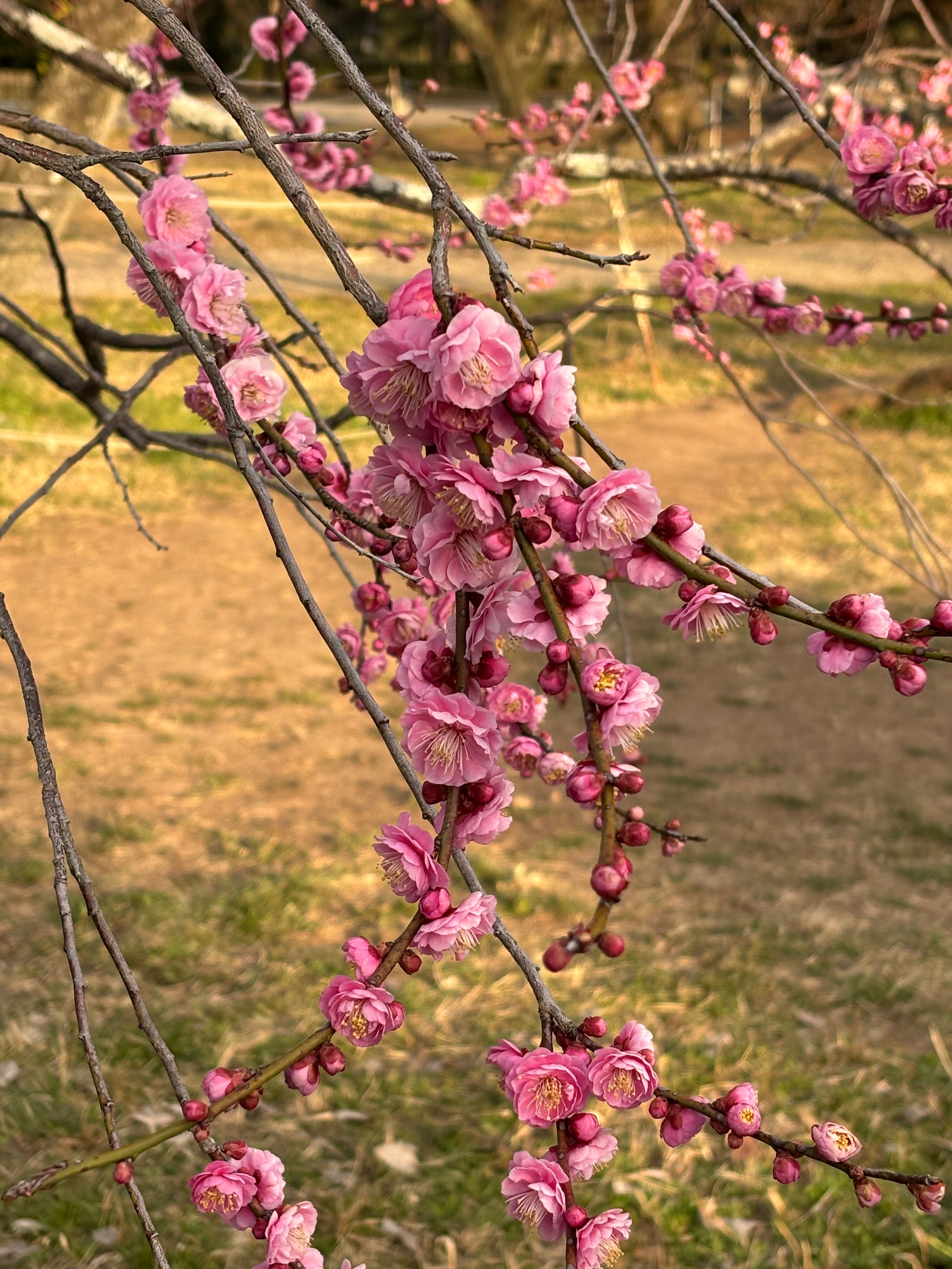 Kyoto Imperial Garden Plum Blossom 2025