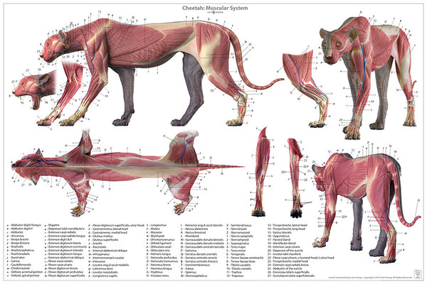 Cheetah Anatomy Chart – Jun's anatomy