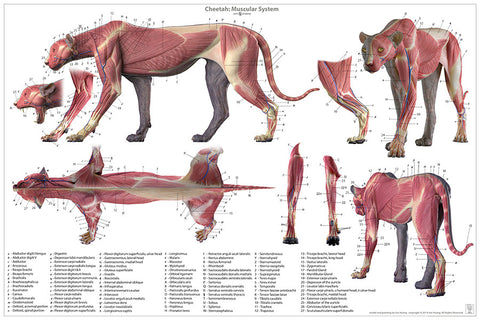 puma anatomy