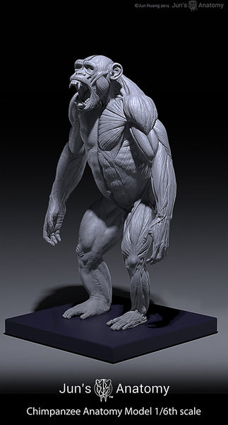 Chimpanzee Anatomy Model 1/6th scale – Jun's anatomy