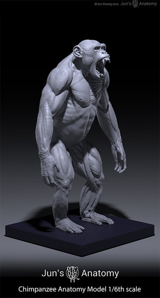 Chimpanzee Anatomy Model 1/6th scale – Jun's anatomy