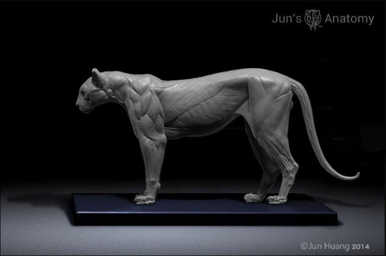 Cougar Anatomy model 1/6th scale - flesh & superficial muscle – Jun's