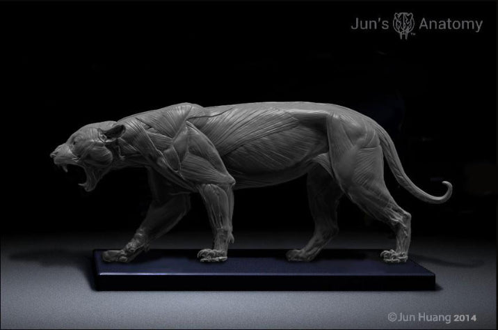 Jaguar Anatomy Model 1 6th Scale Jun S Anatomy