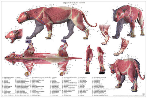 puma anatomy