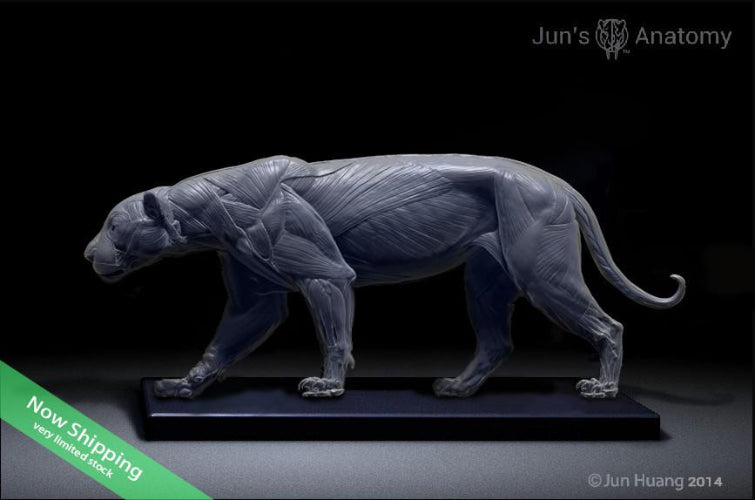 Jaguar Anatomy model 1/6th scale – Jun's anatomy