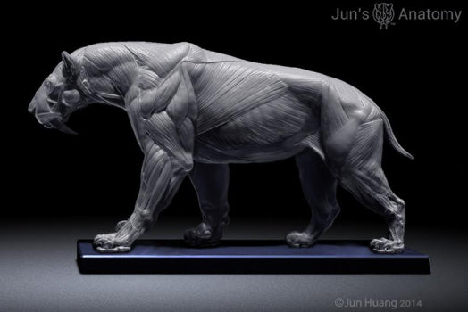Smilodon Populator model, 1/6th scale - flesh & superficial muscle