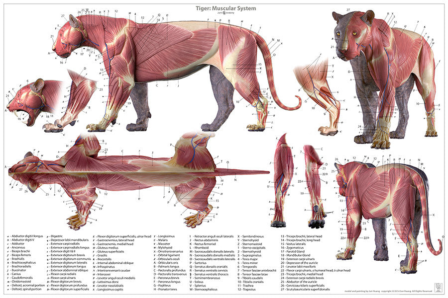 Tiger Anatomy Chart Jun's anatomy