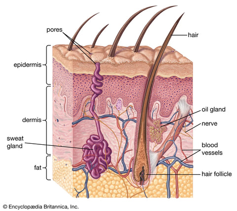 skin epidermis skincare