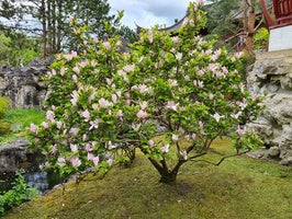 Magnolia bomen