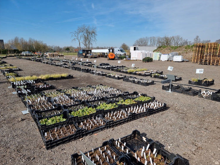 Online tuinplanten kopen - yarinde.nl