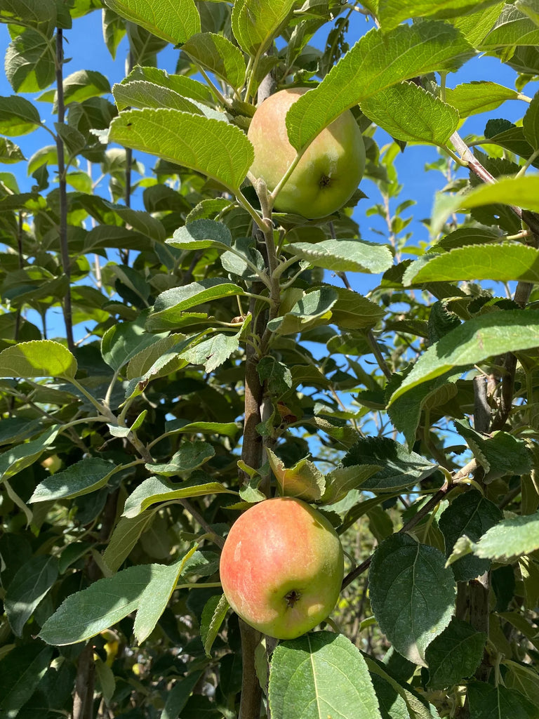 appelboom in de tuin