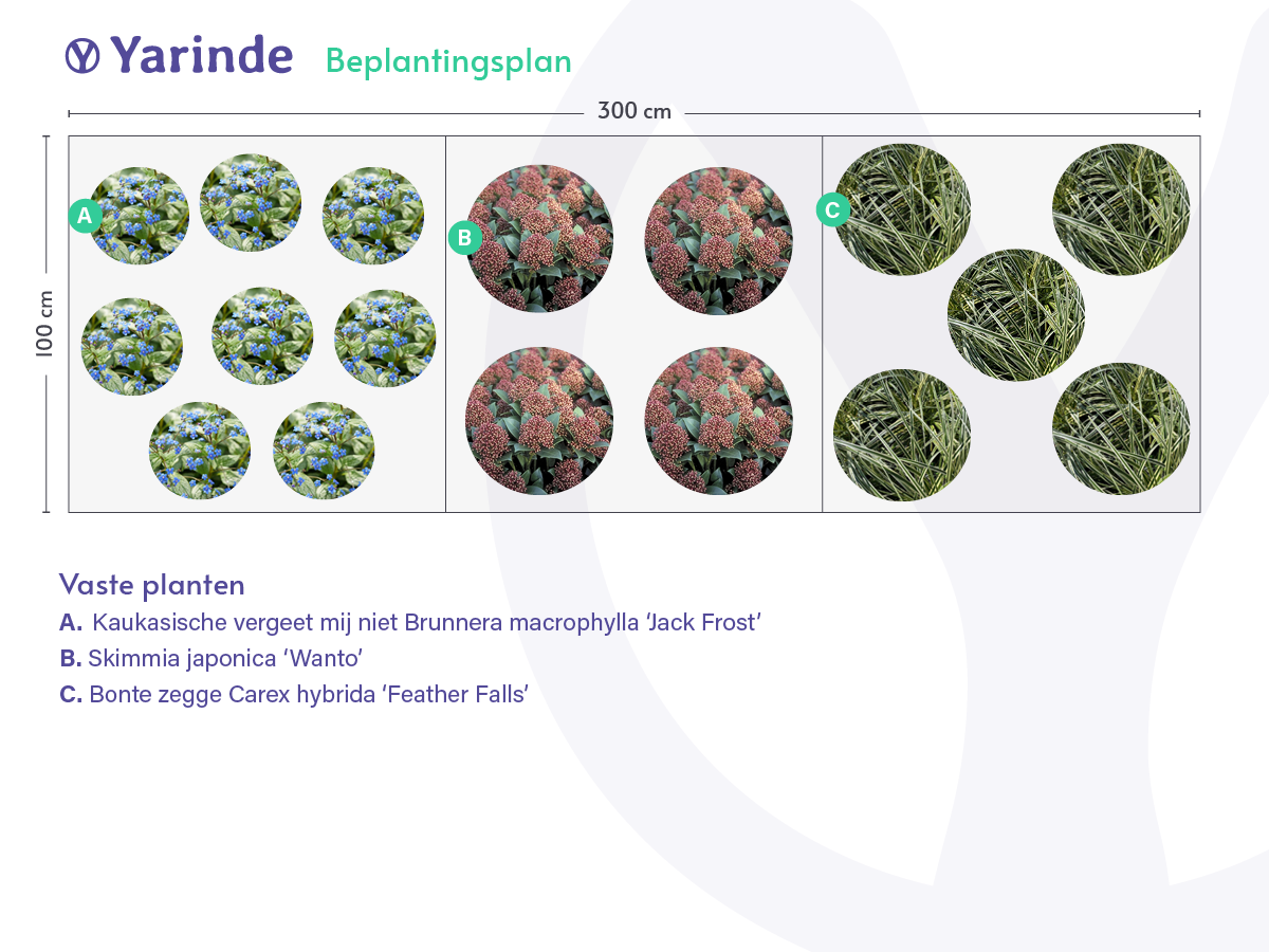 Voorbeeld border Bonte Zegge