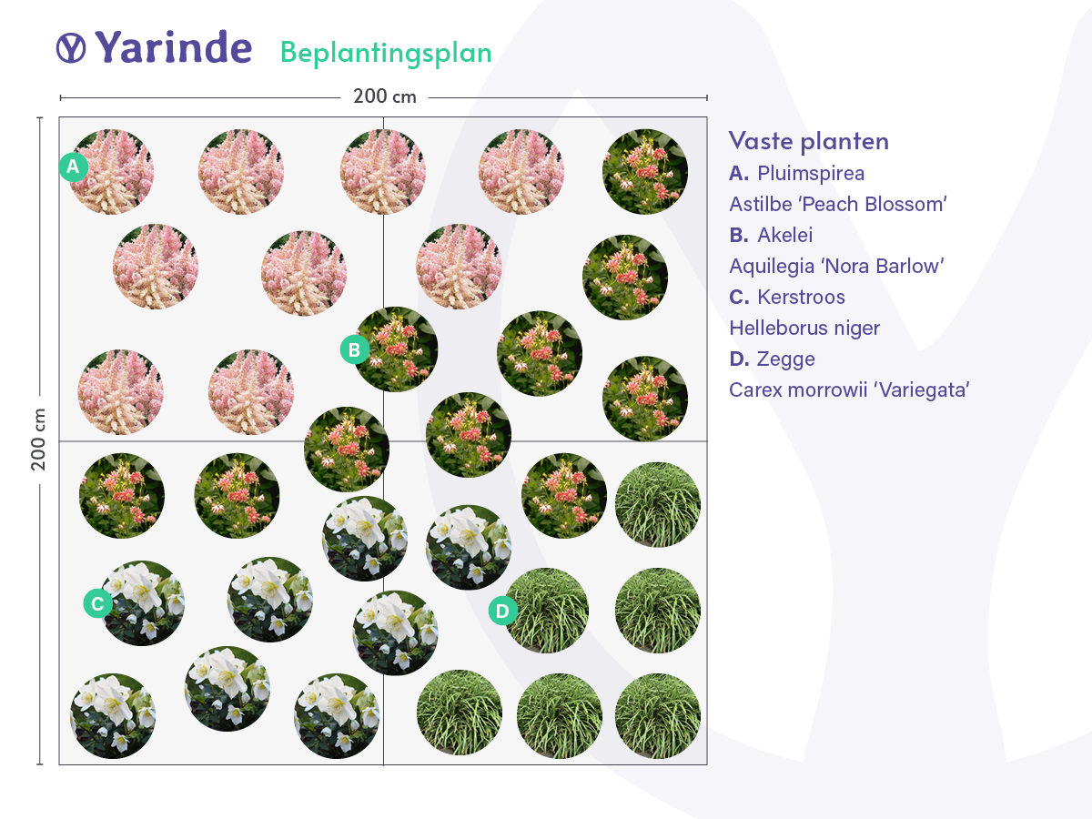 Voorbeeld border Siergras