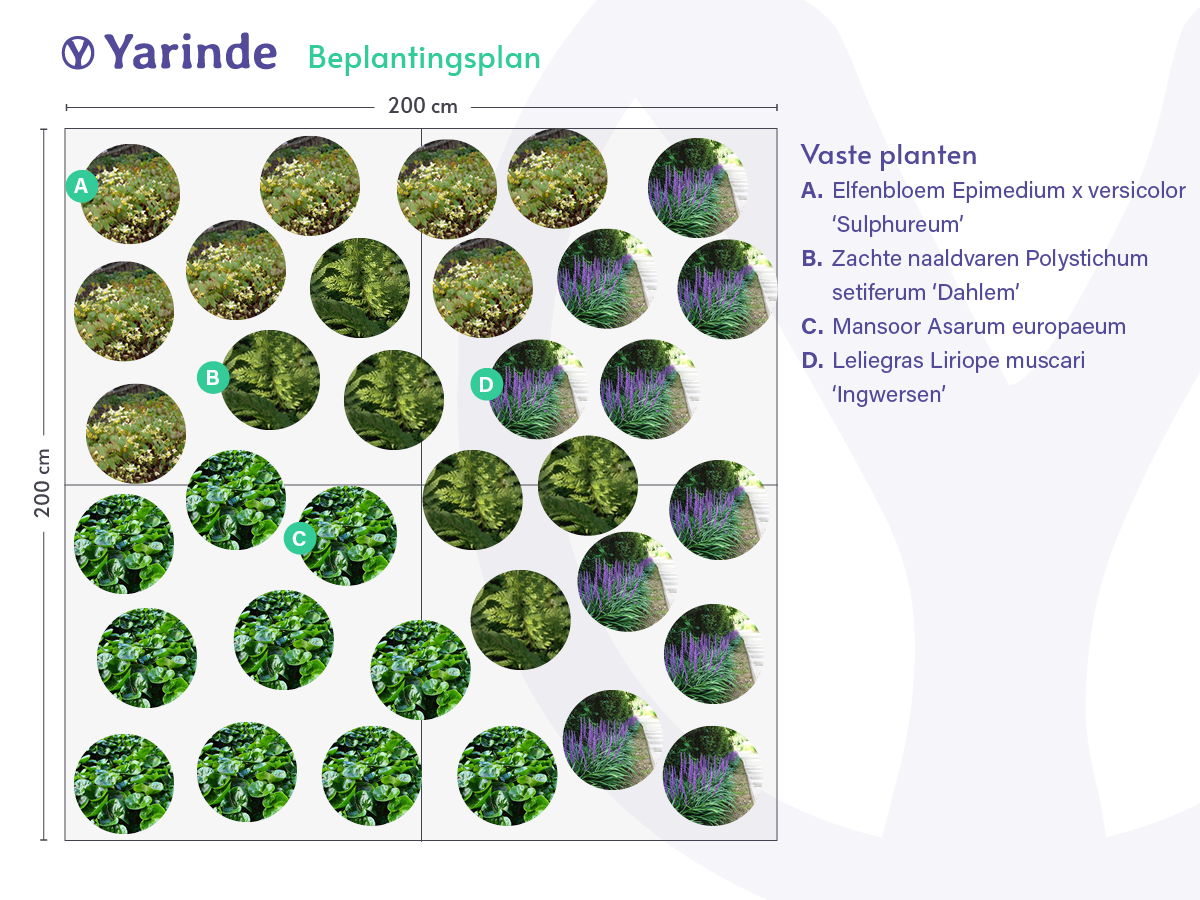 Voorbeeld border Siergras